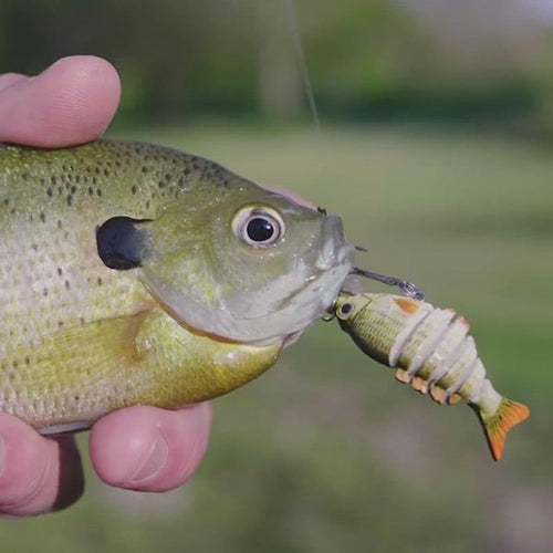 🎣 2